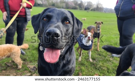 Similar – Image, Stock Photo Mixed Breed Dog Walking In Summer Meadow Grass At Sunset Time. Evening Summer Sunlight.