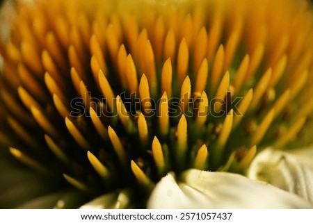 Similar – Image, Stock Photo White inflorescences of Echinacea purpurea