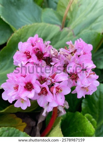 Similar – Foto Bild Nahaufnahme von bergenia crassifolia blühend im Frühling Garten