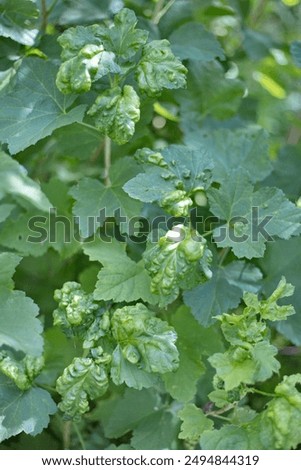 Similar – Image, Stock Photo Damaged blackcurrant leaves from a harmful insects aphids stock footage video