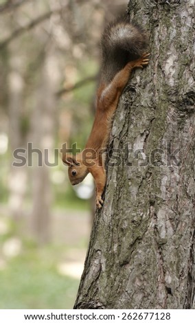 Squirrel head down on the tree
