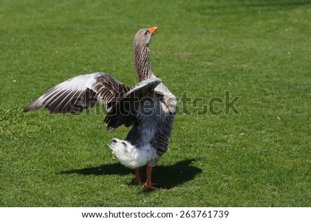 Gray goose on the green grass with wings up