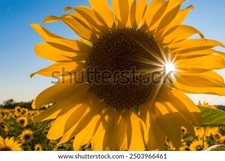 Similar – Image, Stock Photo Backlight shot at the old Rhine