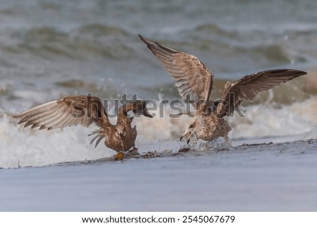Similar – Image, Stock Photo two seagulls swimming in the fog on a quiet morning on the waveless, calm Weser river