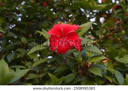 Similar – Image, Stock Photo Red flowers growing against a pale yellow wall