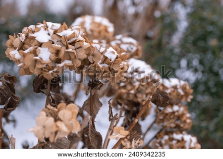 Similar – Image, Stock Photo Dry hydrangea flowers in neutral colors on a table in the living room at home. Apartment decor in minimalist style with soft warm sunny light.