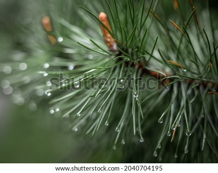 Similar – Image, Stock Photo Conifer branch with raindrops