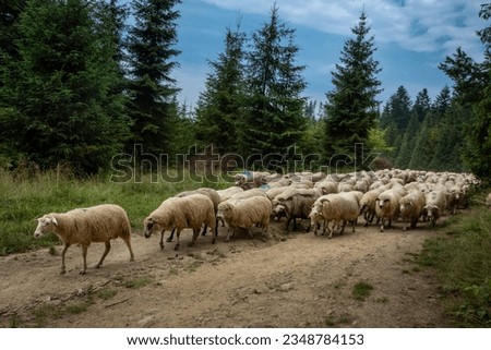 Similar – Image, Stock Photo Flock of sheep walking on road in mountainous valley