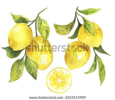 Watercolor painting of lemons hanging on a branch with green leaves. Fresh lemon citrus fruit. Botanical illustration. Perfect for wall decor, surface design, dinnerware, greeting cards and more! 