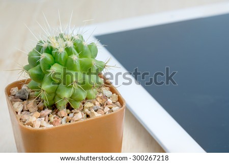 Cactus in a relaxed work