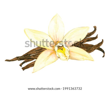Watercolor Vanilla flower and beans isolated on a white background. Hand drawn herb illustration. Vector picture