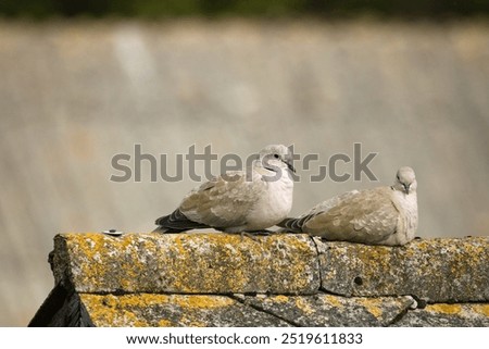 Similar – Image, Stock Photo old roof in crown covering with plain tiles and with an old small skylight / tiled roof