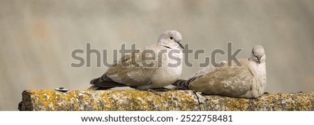 Similar – Image, Stock Photo old roof in crown covering with plain tiles and with an old small skylight / tiled roof