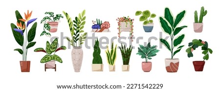 Potted leaf and flower plants set. Houseplants, succulents, cactus, ficus, monstera growing in planters, flowerpots, vase. Home green decoration. Flat vector illustrations isolated on white background
