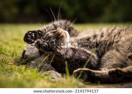 Similar – Image, Stock Photo Cat in front garden Red