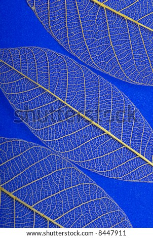 Gold skeleton leaf on deep blue background.