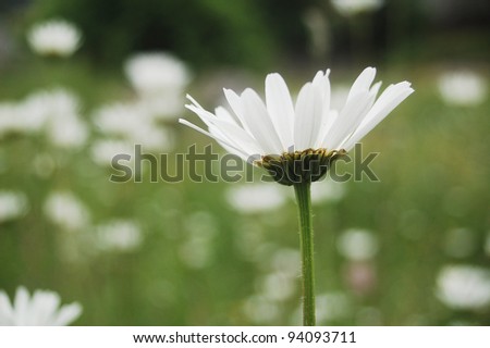 Bright white ox eye daisy on a pasture in the Carpathian Mountains, eastern Europe.