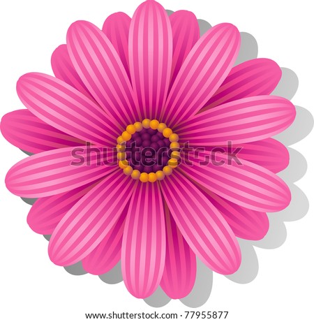 Beautiful pink Gerber Daisy