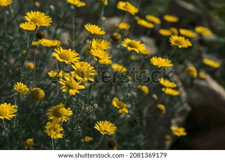 Similar – Image, Stock Photo Chamomile by the wayside