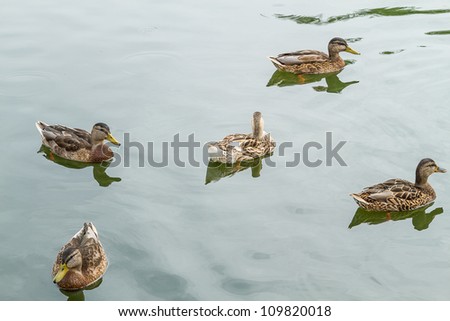 Group of wild ducks in open water