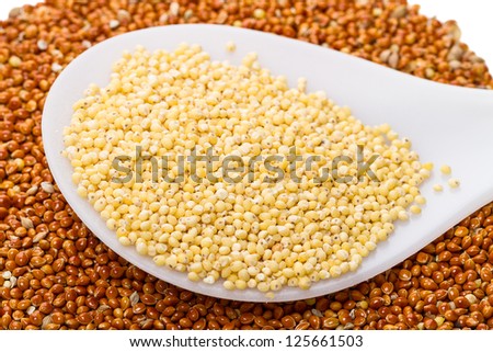 Grain proso millet  and millet in a plastic spoon.
