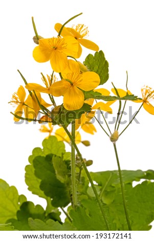 Celandine, or nipplewort (Latin ChelidÃ?Â?Ã?Â³nium) - genus of perennial herbaceous plants in the family Poppy (Papaveraceae). Isolated on white background
