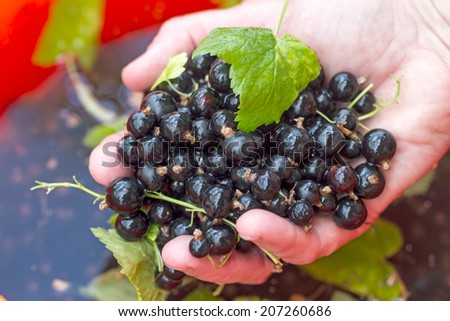 Washed black currants in her hand. Nature background