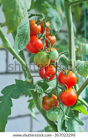 Brush cherry tomatoes in the greenhouse. The quality of medium format