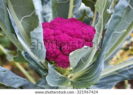Purple cauliflower on a bed. Nature background.