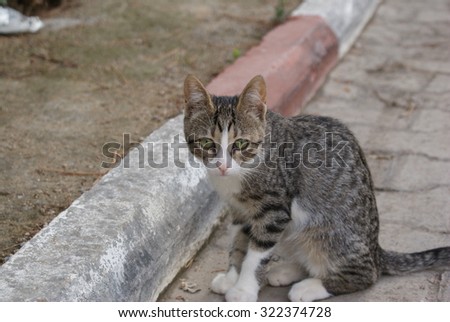 Cute kitty looking. Tabby cat portrait on road, cobblestone texture.