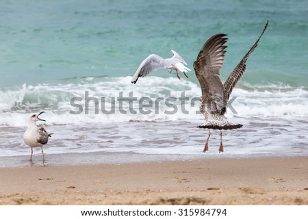 Seagulls flying over the waves of the Black Sea in search of food at sunset