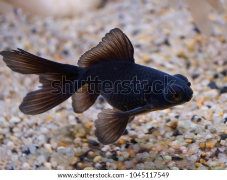 Foto Bild Goldfisch (Carassius auratus)