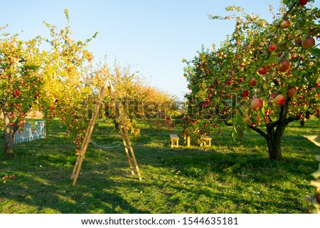 Similar – Image, Stock Photo orchard Sky Sunlight Grass