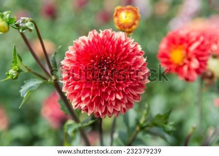 red Dahila, deep focus.Dahlia is a genus of bushy, tuberous, herbaceous perennial plants native mainly in Mexico, but also Central America, and Colombia.