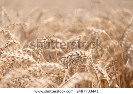 Similar – Image, Stock Photo Harvest time. The wheat is in full bloom right now. The stalks are bending.