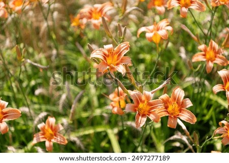 Similar – Image, Stock Photo Daylily Lily blossom