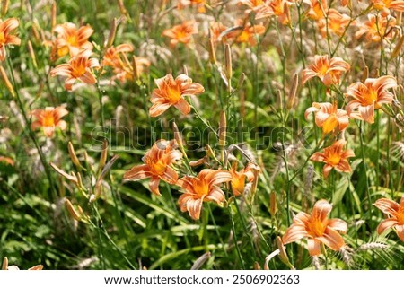 Similar – Image, Stock Photo Daylily Lily blossom