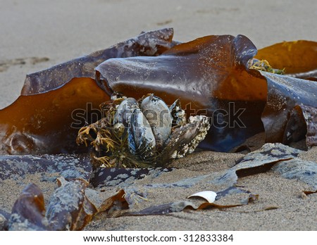 Beached large seaweed entangled with mussels on sandy beach