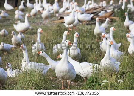 Country Life. Herd of white domestic geese grazing in the meadow.
