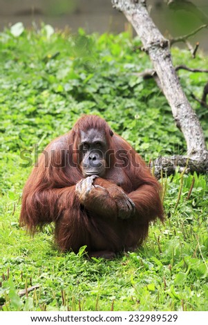Female Bornean orangutan. Oldest zoos in Europe. Republic of Ireland.