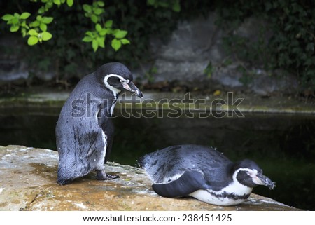 Humboldt penguin. Oldest zoos in Europe. Republic of Ireland.