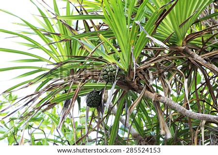 Green pineapple fruit on the tree. Praslin Island in the Seychelles.