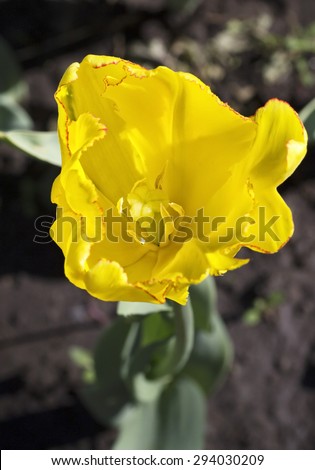 Beautiful yellow tulip in the South Western Siberia.