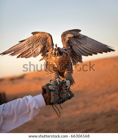 Hunting falcon in the desert.