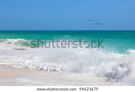 Two pelicans flying over the Atlantic ocean. Cayo Guillermo. Cuba.