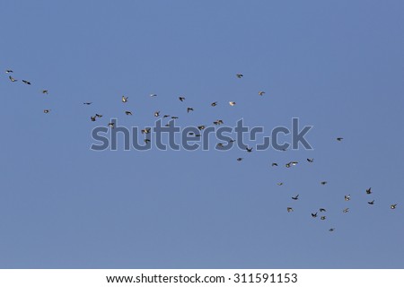 Flock of doves flying in the sky.