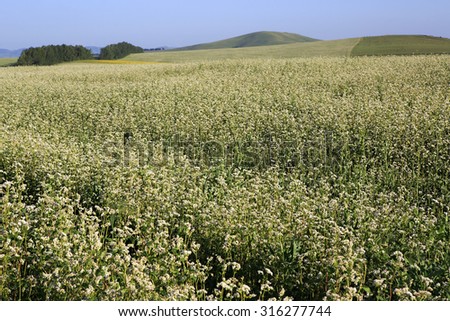 Beautiful summer field of buckwheat. Altai Krai in Russia.