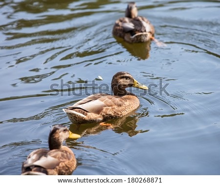 A wild ducks swims in the river