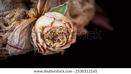 Similar – Image, Stock Photo Withered flower Flower