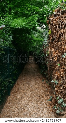 Image, Stock Photo Avenue without end. A beautiful avenue with trees on the left and right.